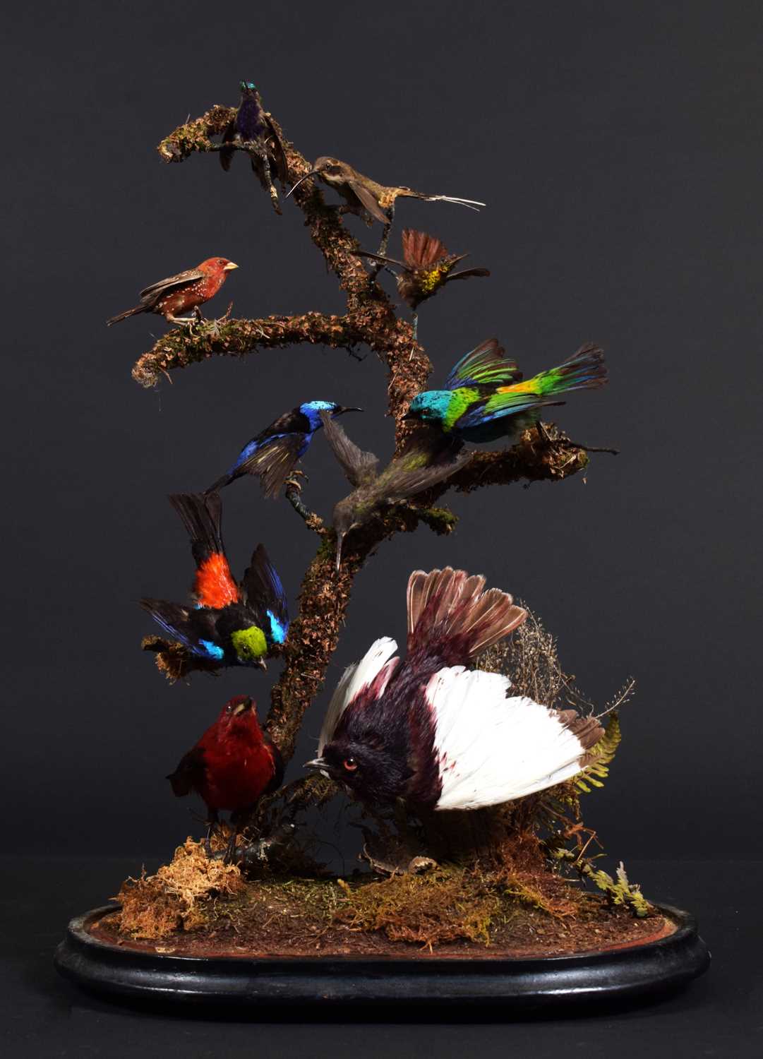 Taxidermy: A Late Victorian Display of South American Tropical Birds, circa 1870-1900, a typical