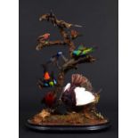 Taxidermy: A Late Victorian Display of South American Tropical Birds, circa 1870-1900, a typical