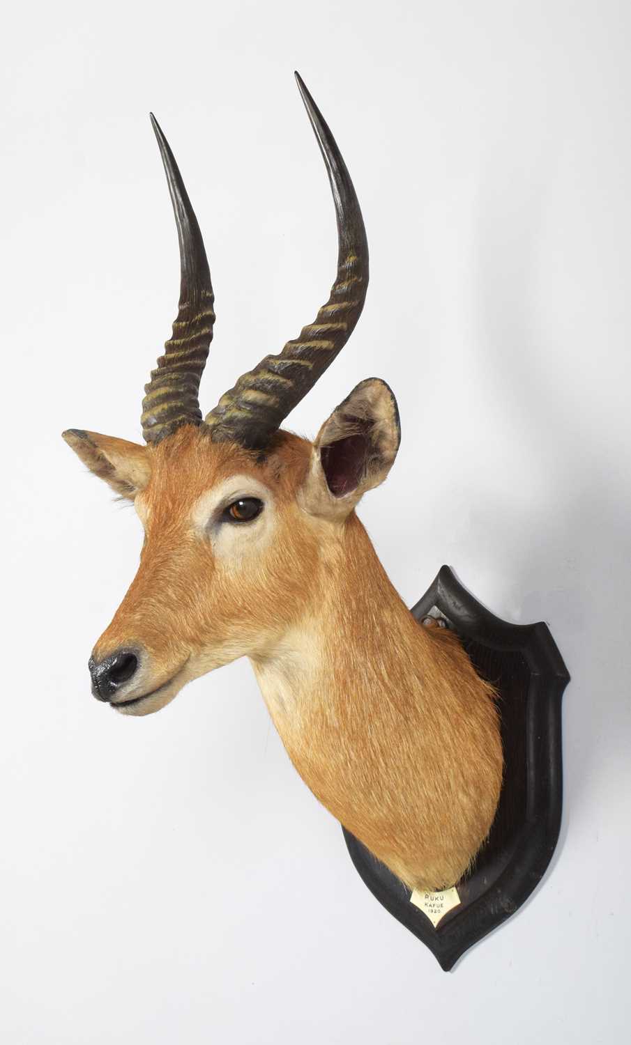 Taxidermy: Southern Puku (Kobus vardonii vardonii), dated 1920, Kafue, Zambia, by Rowland Ward - Image 2 of 7