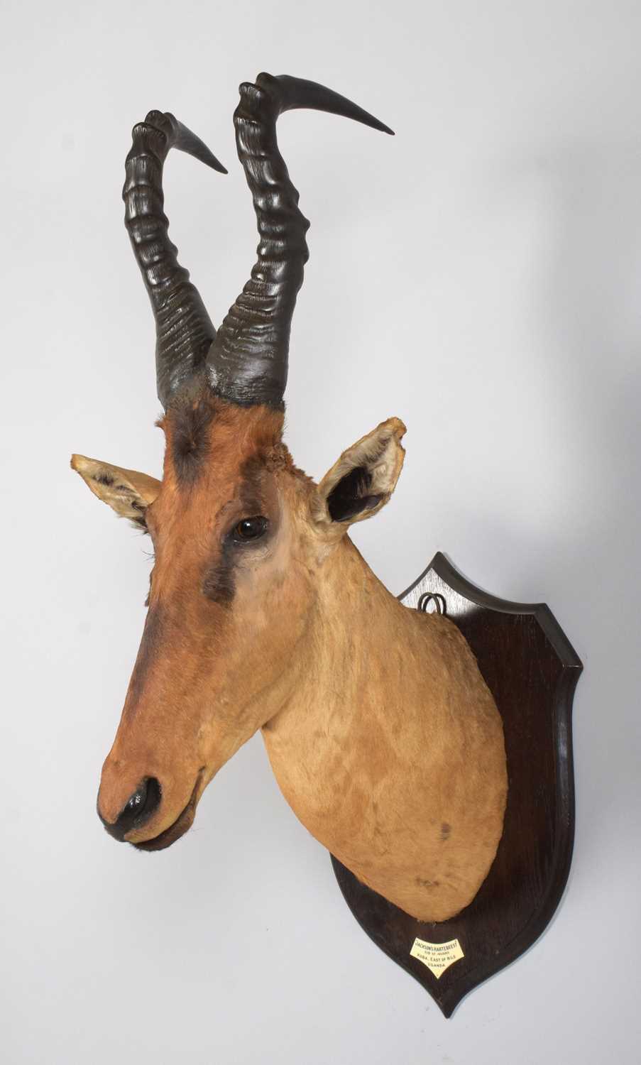 Taxidermy: Jackson's or Lelwel Hartebeest (Alcelaphus lelwel), circa 1923-1924, Koba, East of The - Image 3 of 8