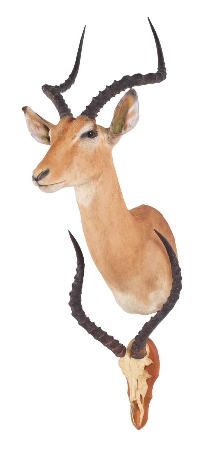 Taxidermy: Common Impala (Aepyceros Melampus), 21st century, South Africa, adult male shoulder mount