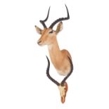 Taxidermy: Common Impala (Aepyceros Melampus), 21st century, South Africa, adult male shoulder mount