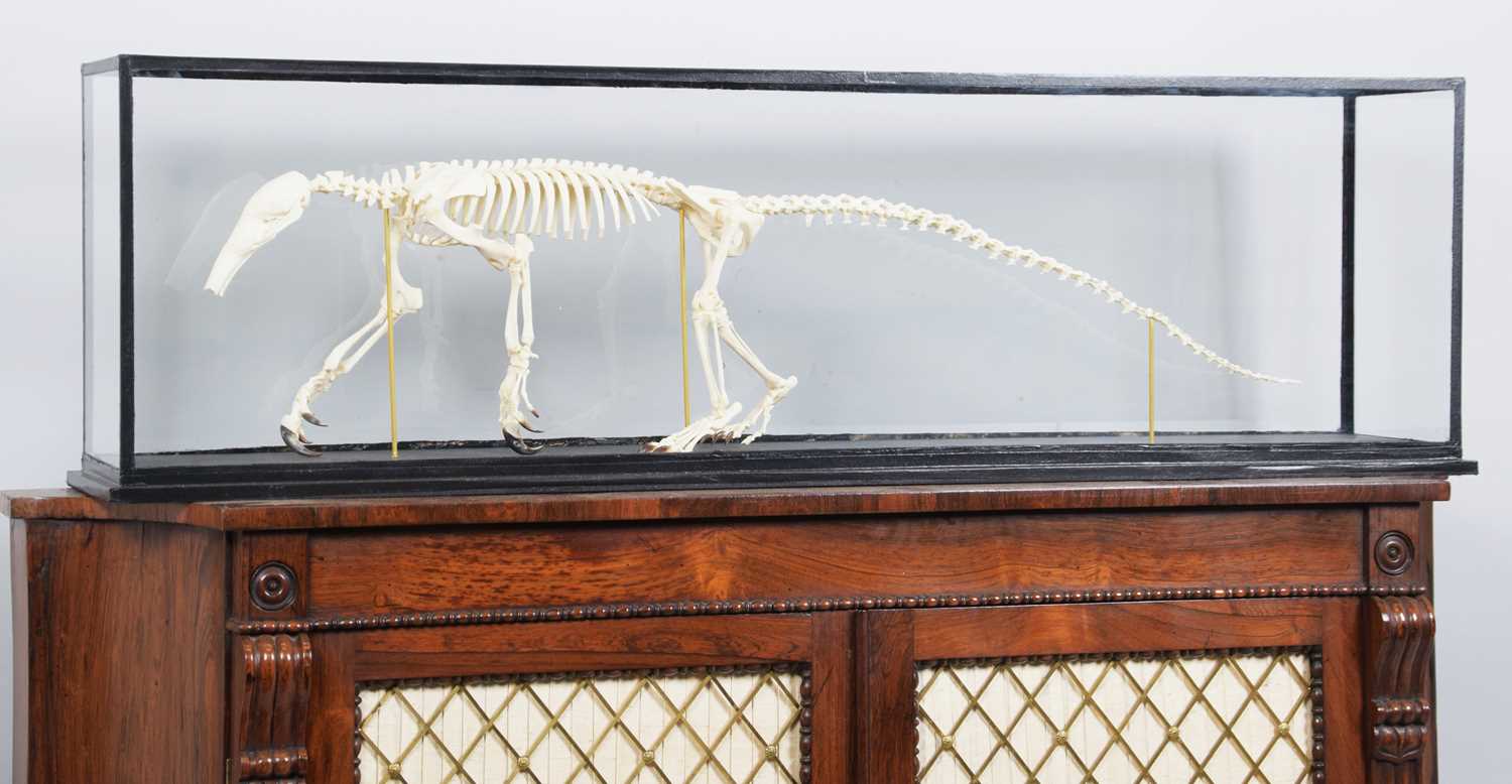 Skeletons/Anatomy: A Cased Southern Tamandua Anteater Skeleton (Tamandua tetradactyla), 21st - Image 2 of 3