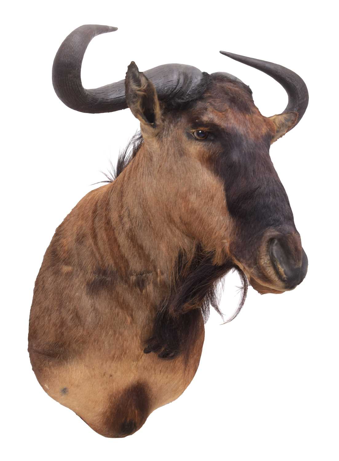 Taxidermy: Blue Wildebeest (Connochaetes taurinus), circa late 20th century, South Africa, a high - Image 2 of 3