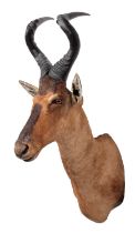 Taxidermy: Cape Red Hartebeest (Alcelaphus caama), circa 2007, Namibia, Africa, a high quality adult