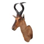 Taxidermy: Cape Red Hartebeest (Alcelaphus caama), circa 2007, Namibia, Africa, a high quality adult