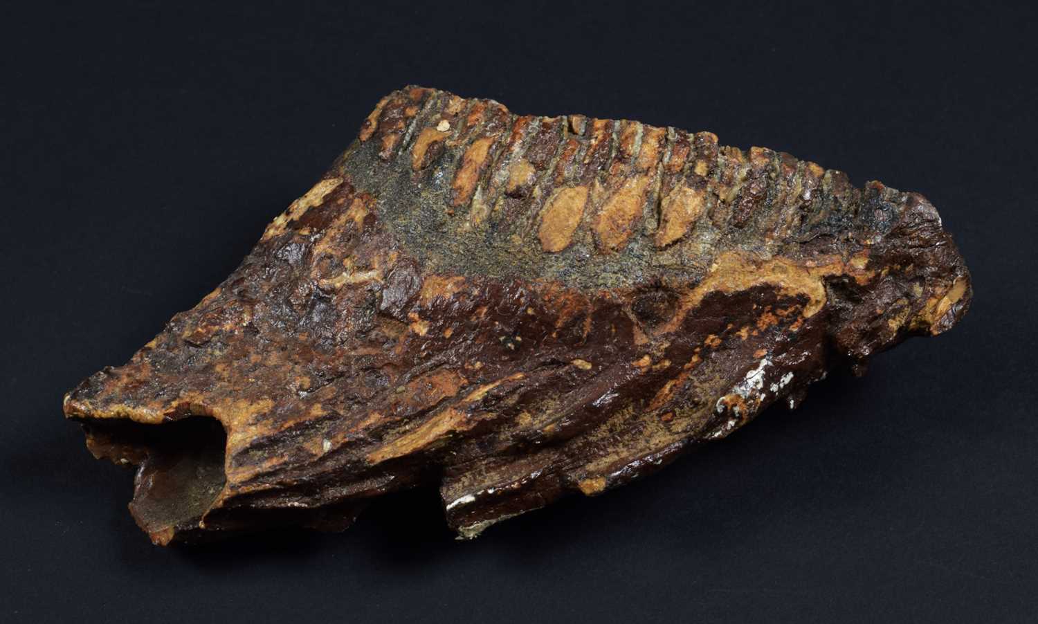 Natural History: A Fossilized Mammoth Tooth (Mammuthus), approx 4000 years old, a preserved - Image 2 of 6
