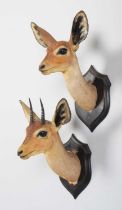 Taxidermy: A Pair of East African Steenbok (Raphicerus campestris neumanni), circa 1909, British