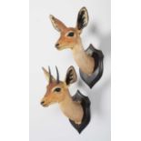 Taxidermy: A Pair of East African Steenbok (Raphicerus campestris neumanni), circa 1909, British