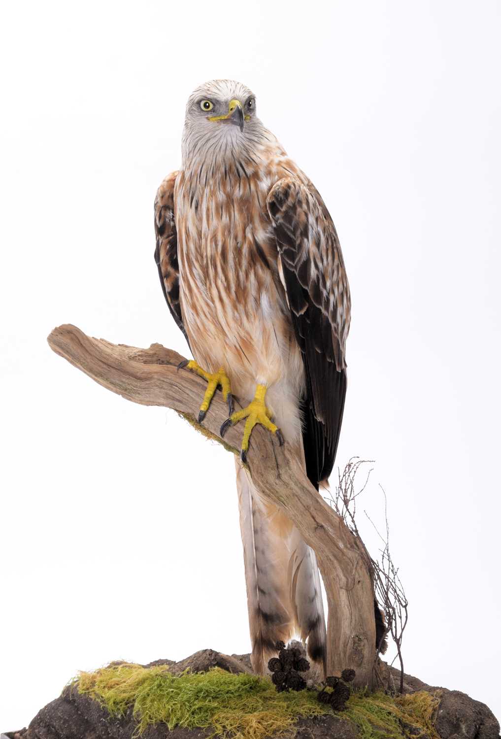 Taxidermy: A Cased Red Kite (Milvus milvus), dated 2023, a full mount adult with head turning to the - Image 9 of 10