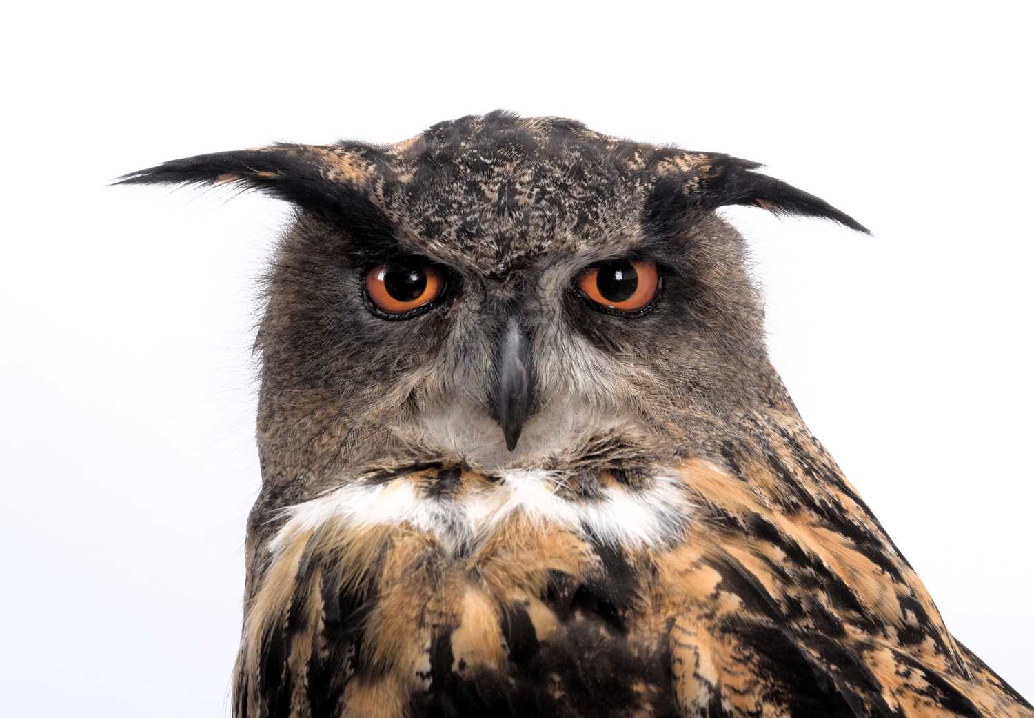 Taxidermy: A Cased European Eagle Owl (Bubo bubo), captive bred, dated 2023, by Carl Church, - Image 7 of 9