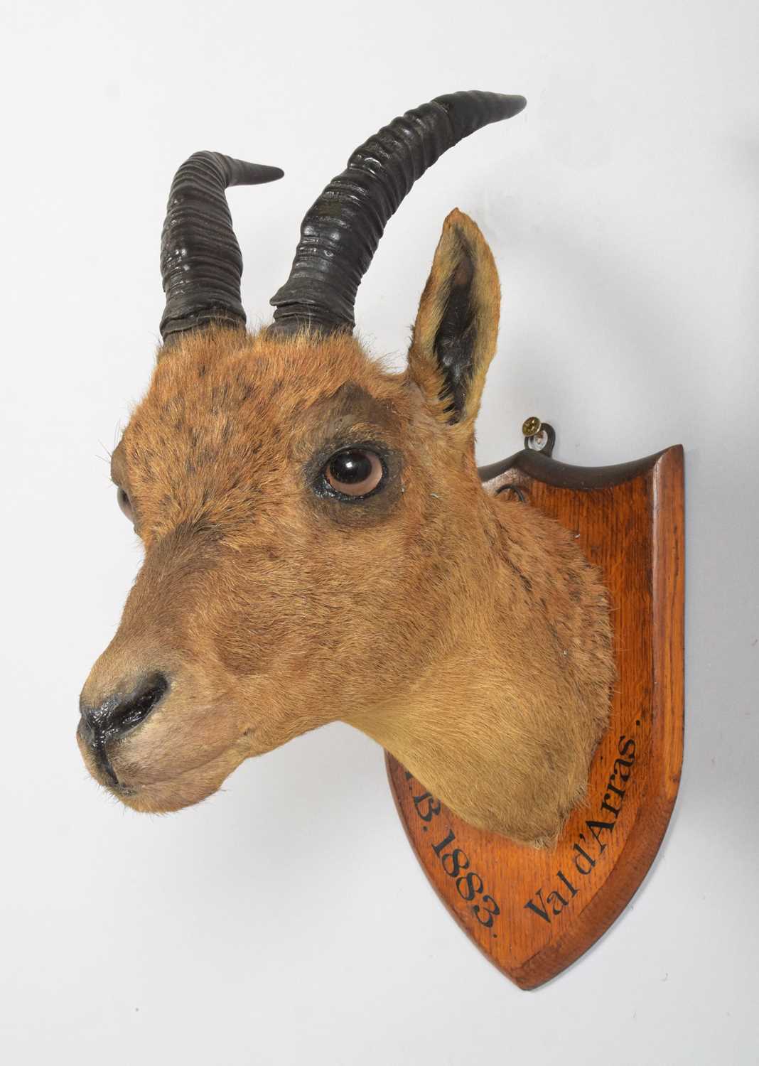 Taxidermy: A Juvenile Alpine Ibex (Capra ibex), dated 1883, Val d'Arras, France, a young juvenile - Image 2 of 4