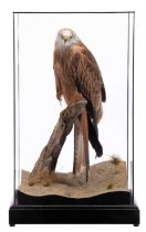 Taxidermy: A Cased Red Kite (Milvus milvus), captive bred, dated 2023, by Carl Church, Taxidermy,