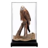 Taxidermy: A Cased Red Kite (Milvus milvus), captive bred, dated 2023, by Carl Church, Taxidermy,