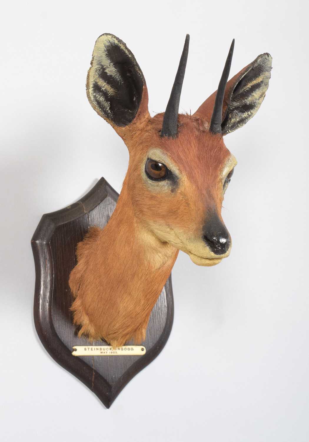 Taxidermy: South African Steenbok (Raphicerus campestris campestris), dated 1902, Ingogo, South - Image 3 of 5