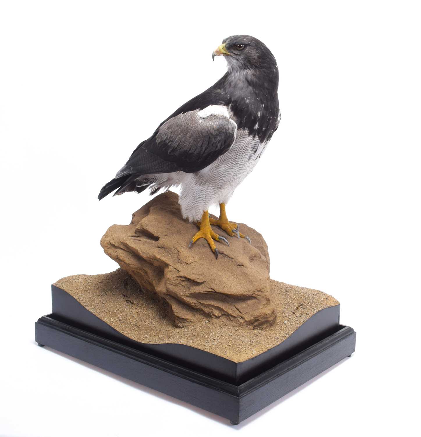 Taxidermy: A Cased Black-chested Buzzard-eagle or Chilean Blue Eagle (Geranoaetus melanoleucus), - Image 4 of 13