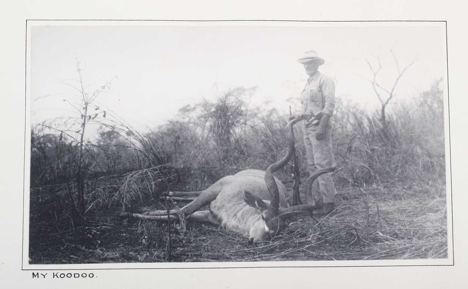 Taxidermy: Zambezi Greater Kudu (Strepsiceros zambeziensis), dated 1920, Kafue, Zambia, by Rowland - Image 7 of 9