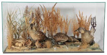 Taxidermy: A Modern Cased Diorama of South African White-Backed Ducks (Thalassornis leuconotus),