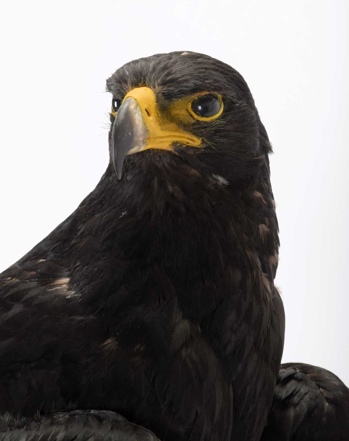 Taxidermy: A Cased Verreaux's Eagle (Aquila verreauxii), captive bred, dated 2023, by Carl Church, - Image 5 of 8