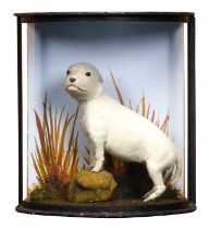 Taxidermy: A Cased Golden Retriever Puppy (Canis familiaris), modern, a small preserved white puppy,