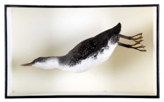 Taxidermy: A Red Throated Diver or Loon (Gavia stellata), modern, a high quality full mount adult in