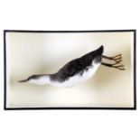 Taxidermy: A Red Throated Diver or Loon (Gavia stellata), modern, a high quality full mount adult in