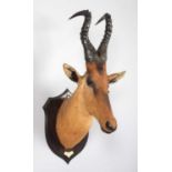 Taxidermy: Jackson's or Lelwel Hartebeest (Alcelaphus lelwel), circa 1923-1924, Koba, East of The