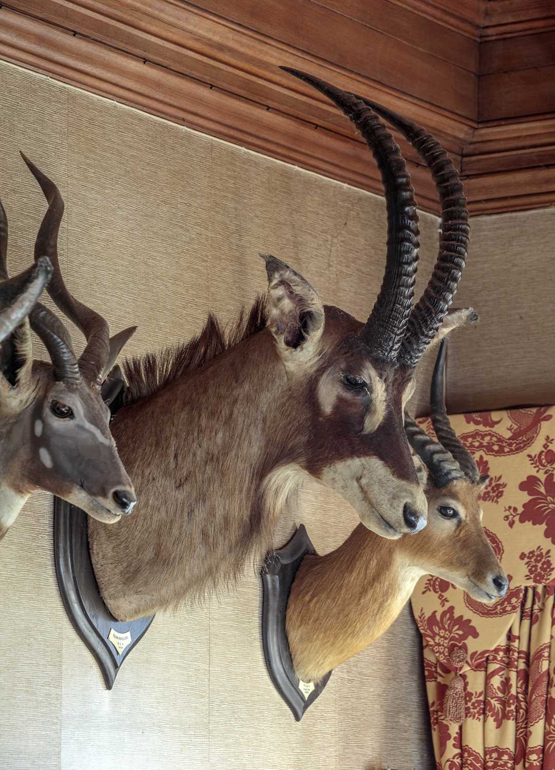 Taxidermy: Roan Antelope (Hippotragus equinus langheldi), dated 1909, British East Africa, by - Image 10 of 10