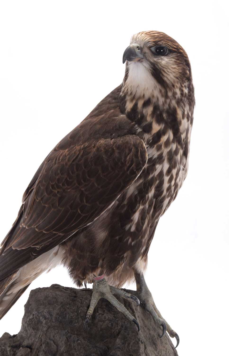 Taxidermy: A Cased Saker Falcon (falco cherrug), captive bred, dated 2021, by Rob Marshall, - Image 5 of 8