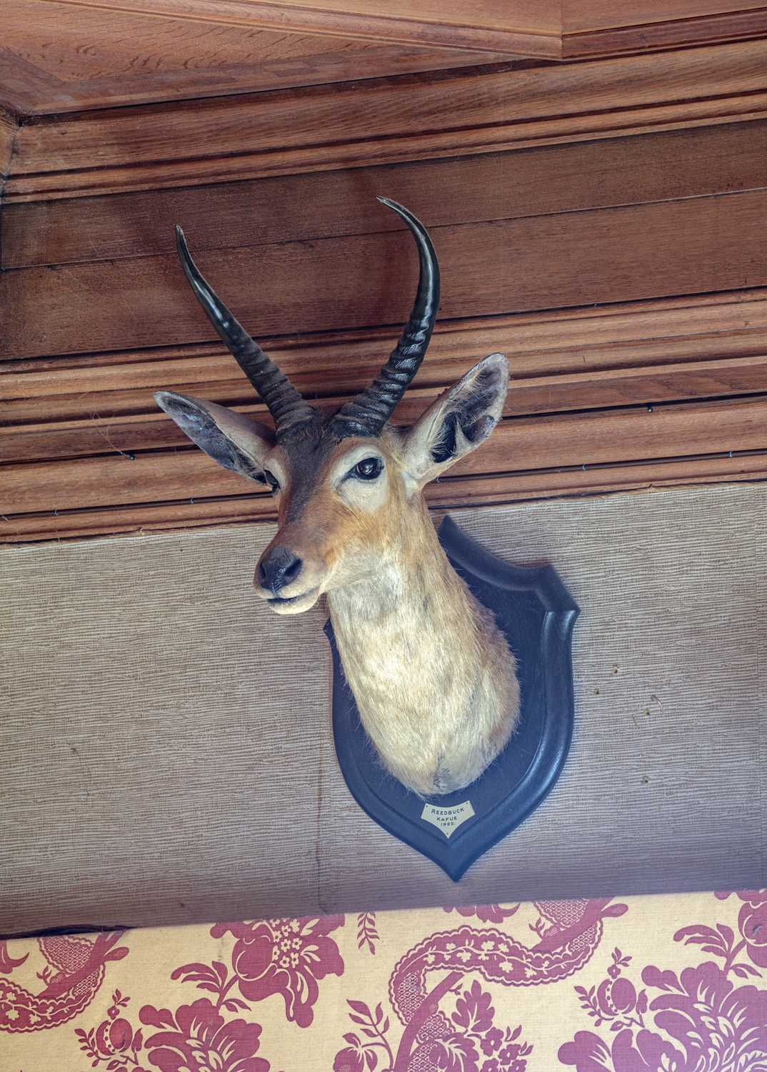 Taxidermy: Common Reedbuck (Redunca arundinum), dated 1920, Kafue, Zambia, by Rowland Ward Ltd, "The - Image 8 of 8