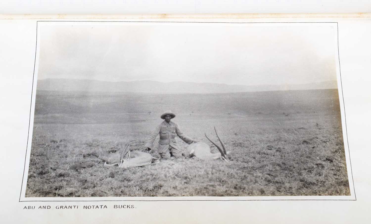 Taxidermy: Northern Grant's Gazelle (Nanger notata), dated 1912, British East Africa, by Rowland - Image 6 of 7