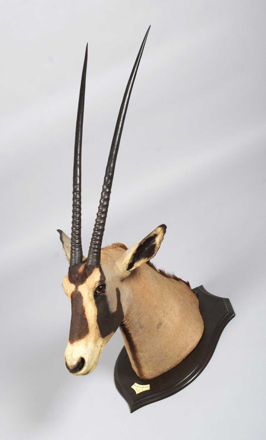 Taxidermy: Beisa Oryx (Oryx beisa), dated 1912, British East Africa, by Rowland Ward Ltd, "The - Image 6 of 12