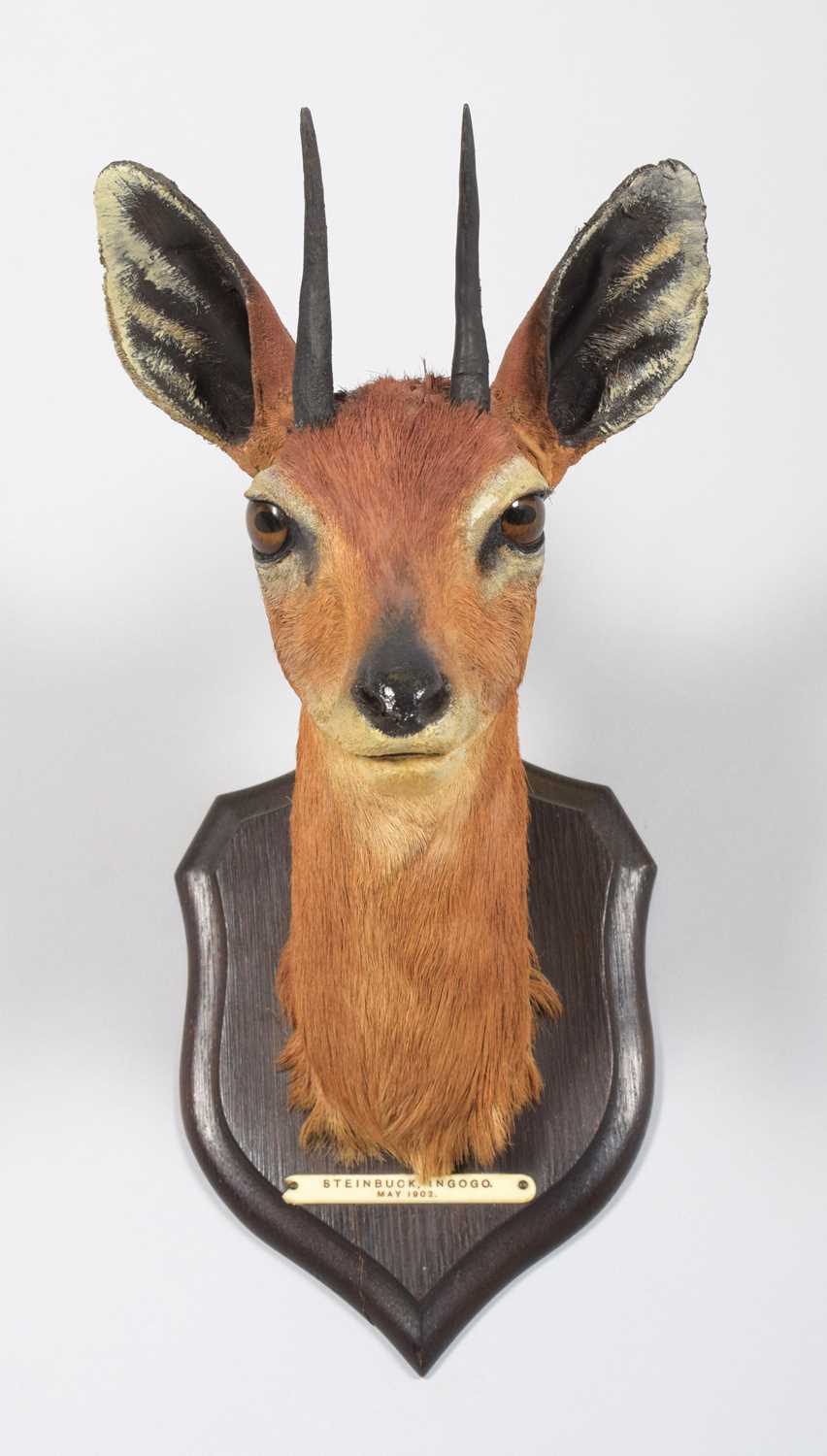 Taxidermy: South African Steenbok (Raphicerus campestris campestris), dated 1902, Ingogo, South - Image 2 of 5