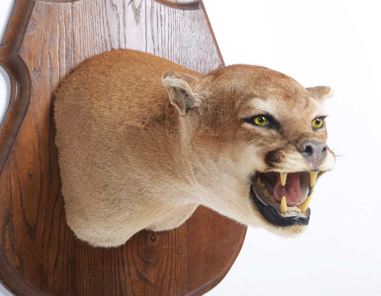 Taxidermy: North American Puma or Mountain Lion (Puma concolor), circa late 20th century, a superb - Image 8 of 9