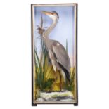 Taxidermy: A Cased Grey Heron (Ardea cinerea), 1860-1942, by James Hutchings, Taxidermist's,
