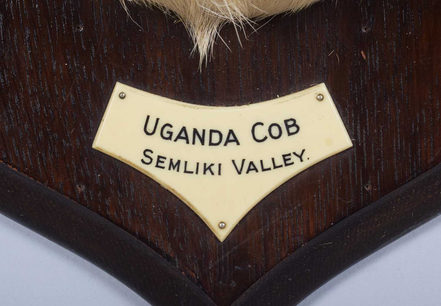 Taxidermy: Uganda Kob (Kobus thomasi), circa Feb 1924, Semliki Valley, Uganda, by Rowland Ward - Image 4 of 7