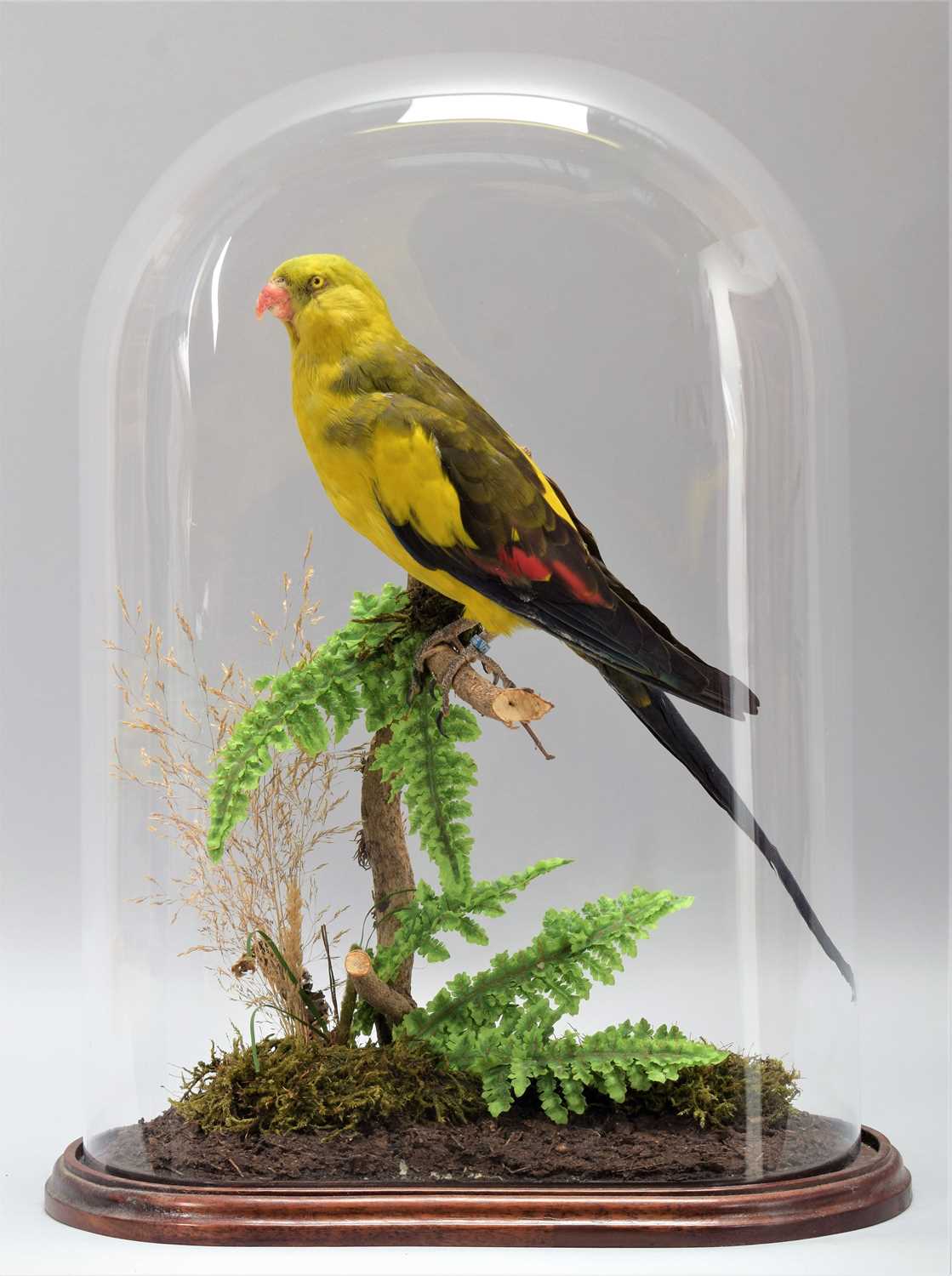 Taxidermy: Regent Parrot (Polytelis anthopeplus), a high quality colourful full mount adult female - Image 2 of 3