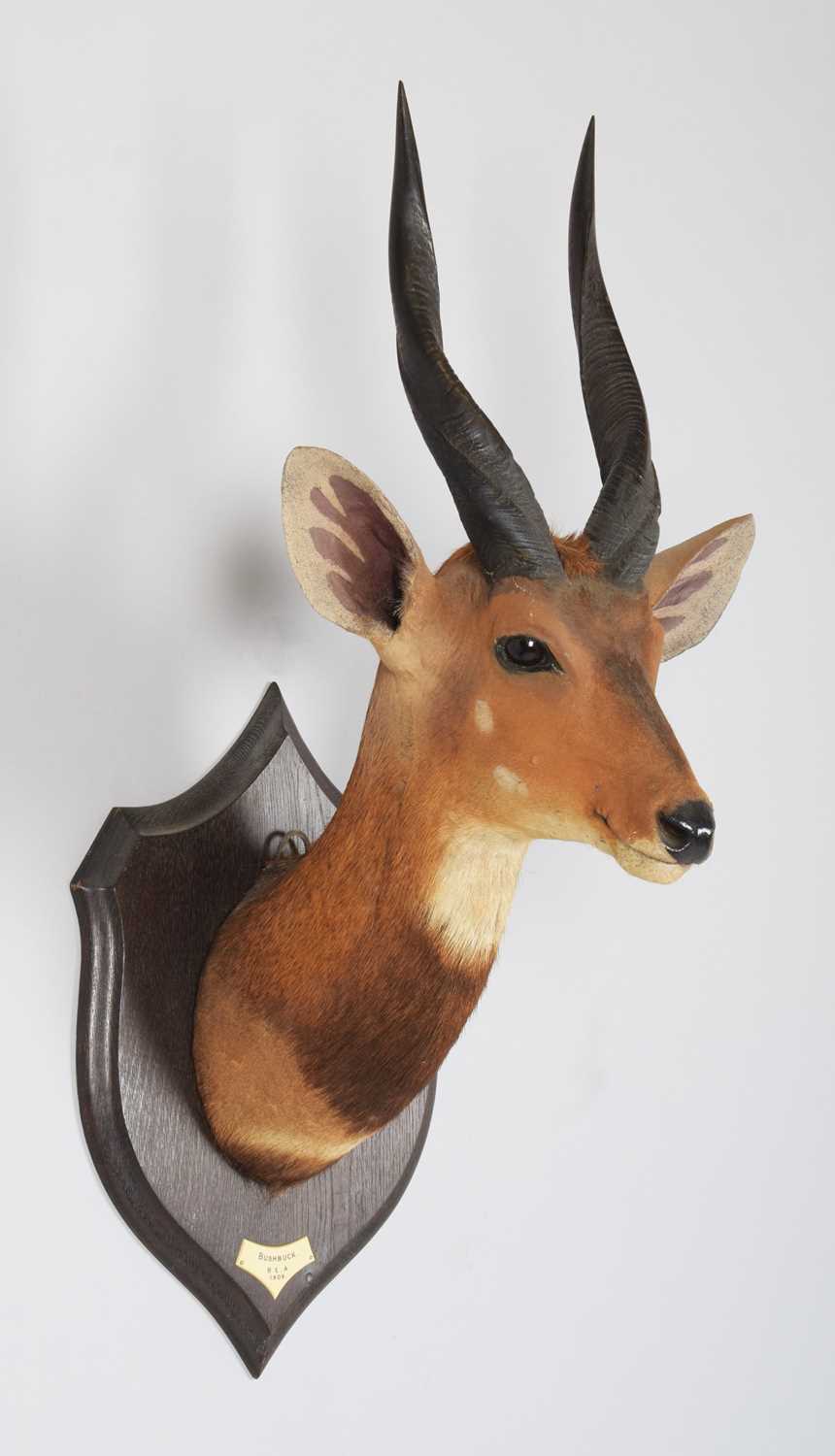 Taxidermy: Cape Bushbuck (Tragelaphus sylvaticus), dated 1909, British East Africa, by Rowland - Image 3 of 6