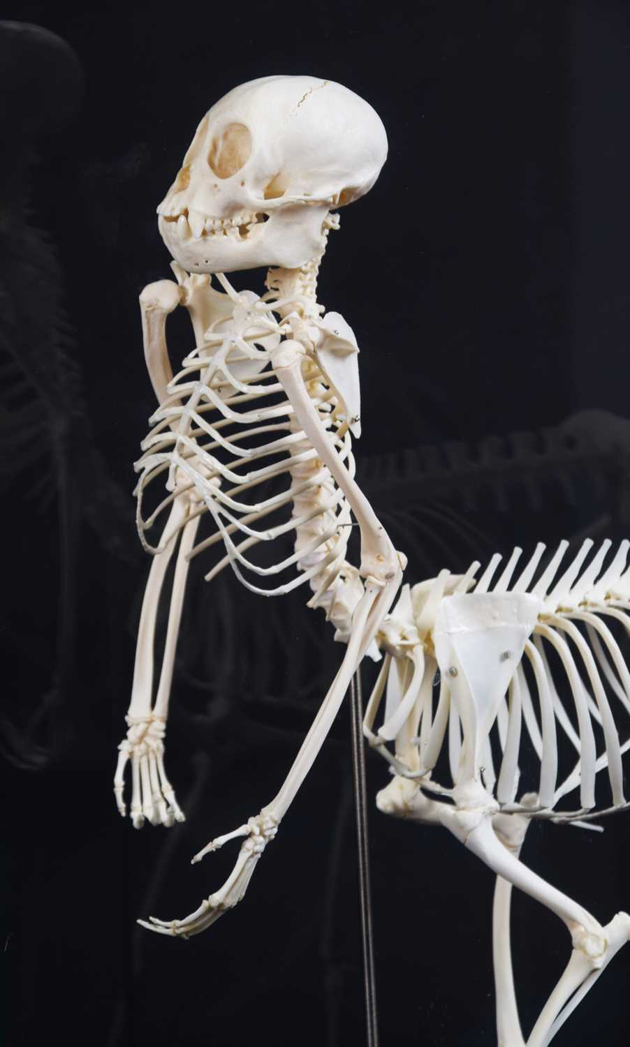 Skeletons/Anatomy: A Composed Centaur Skeleton, modern, a complete articulated skeleton of a - Image 6 of 8