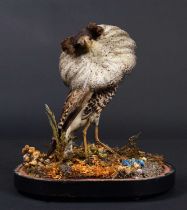 Taxidermy: A Late Victorian Ruff (Calidris pugnax), circa 1880-1900, a full mount adult male in