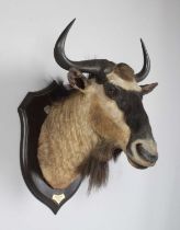 Taxidermy: Eastern White-bearded Wildebeest (Connochaetes albojubatus), dated 1920, Kafue, Zambia,