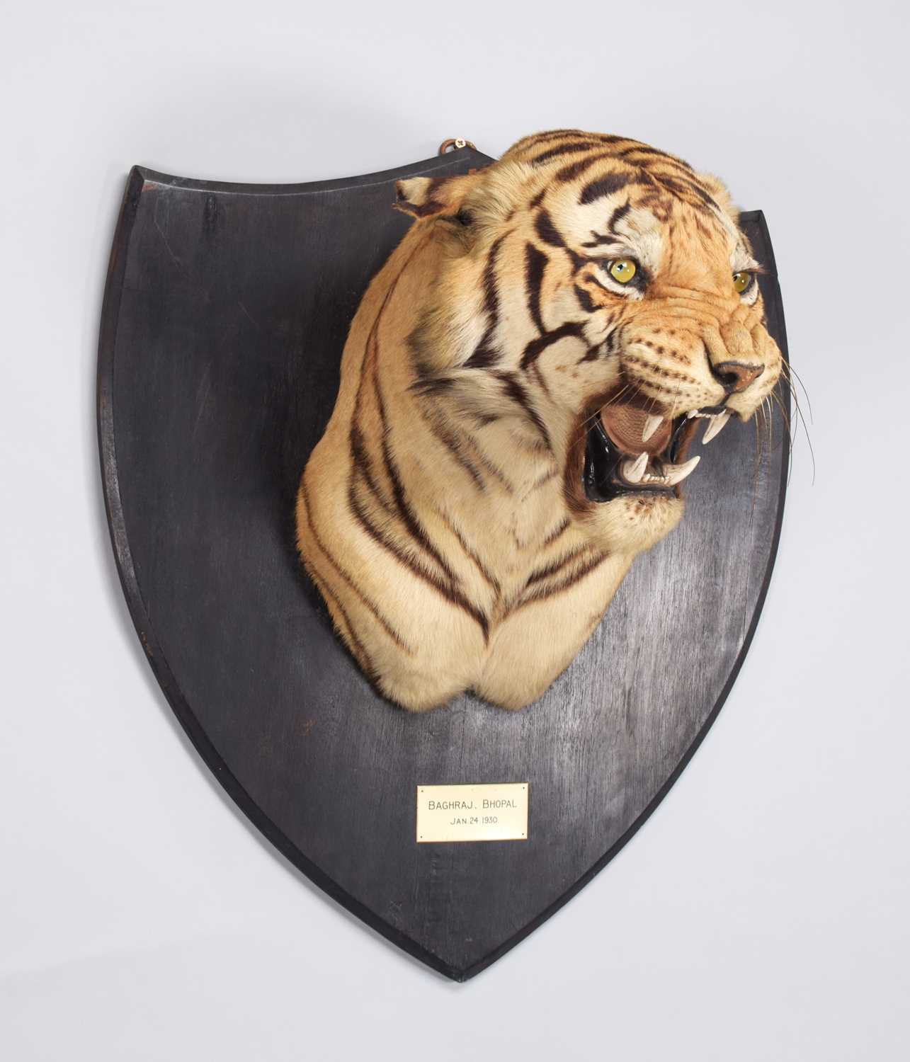 Taxidermy: Bengal Tiger (Panthera tigris tigris), dated January 24th 1930, by Van Ingen & Van Ingen, - Image 3 of 20