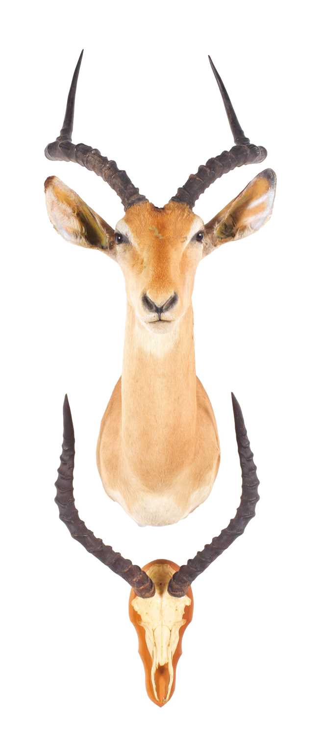 Taxidermy: Common Impala (Aepyceros Melampus), 21st century, South Africa, adult male shoulder mount - Image 3 of 3