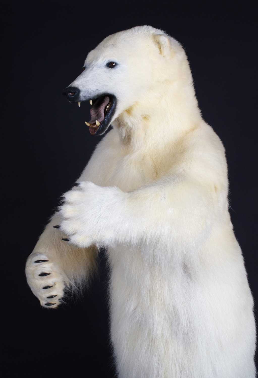 Taxidermy: Polar Bear (Ursus maritimus), circa 1997, a large full mount adult in upright standing - Image 9 of 12