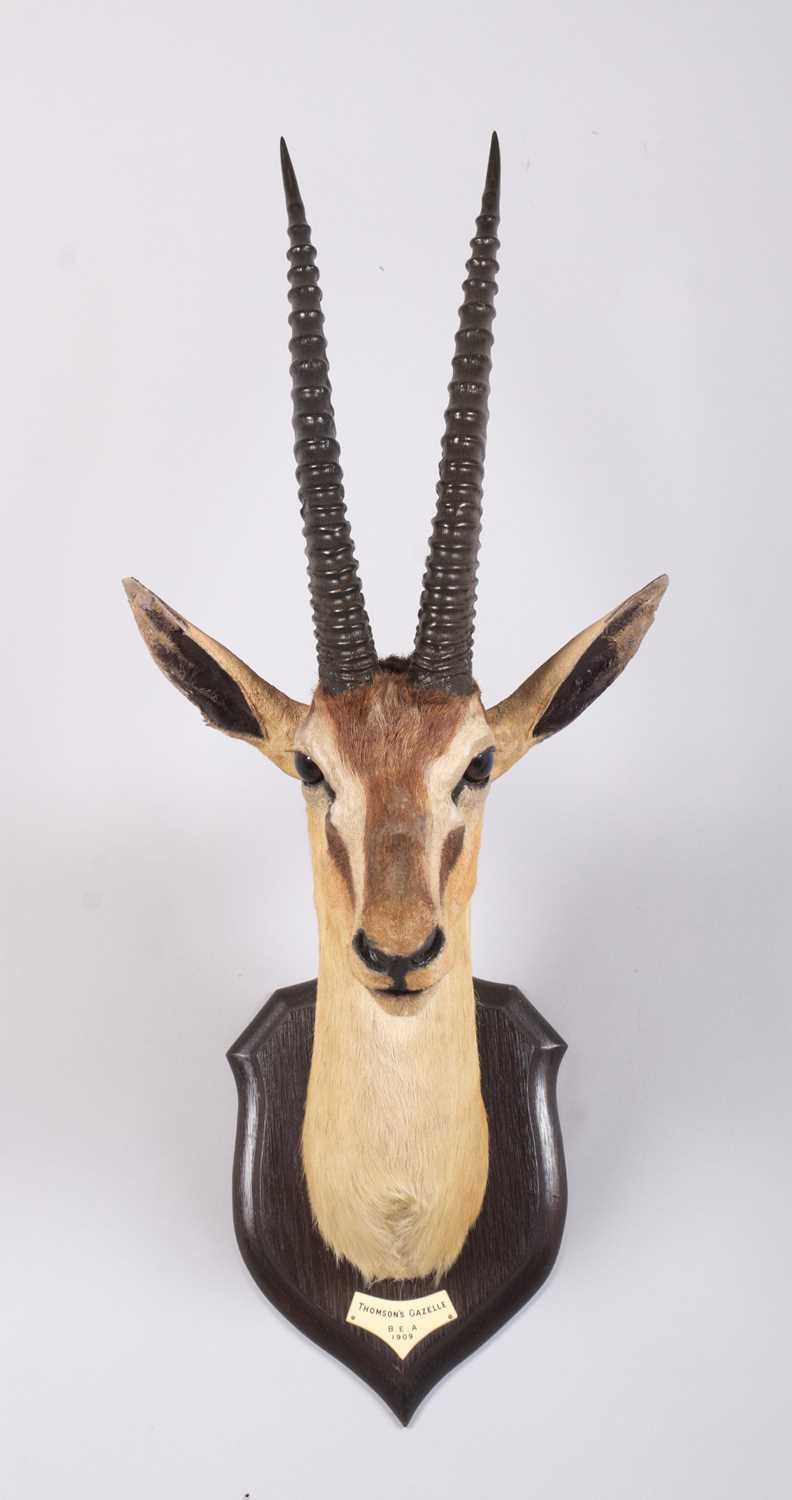 Taxidermy: Thomson's Gazelle (Eudorcas thomsonii), dated 1909, British East Africa, by Rowland - Image 2 of 6