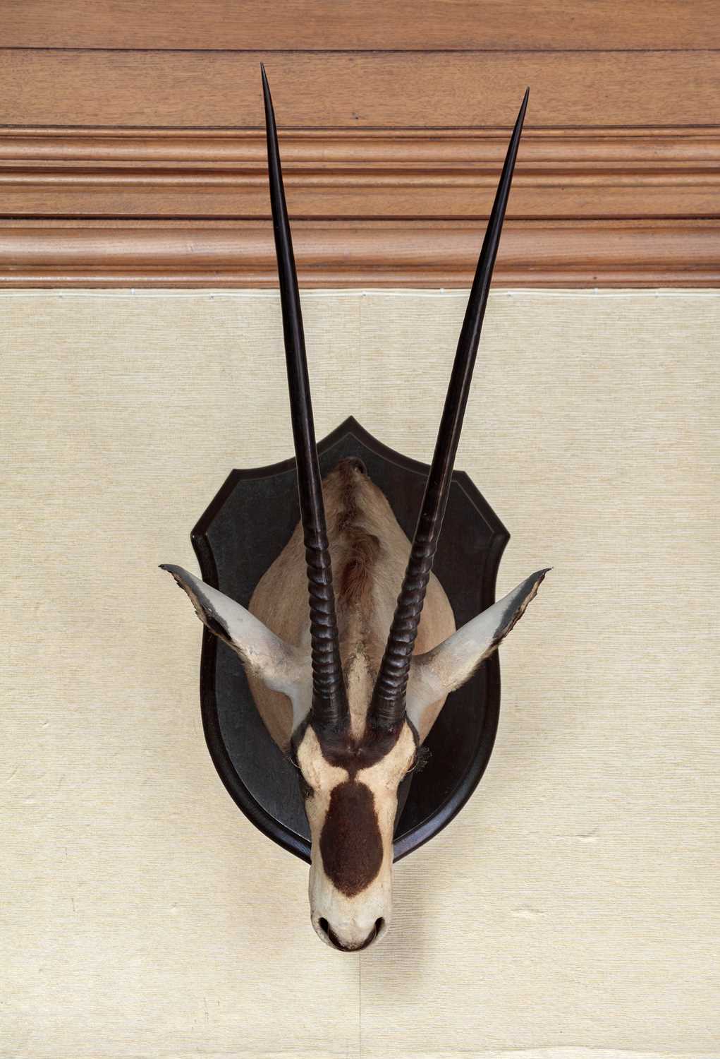 Taxidermy: Beisa Oryx (Oryx beisa), dated 1912, British East Africa, by Rowland Ward Ltd, "The - Image 11 of 12