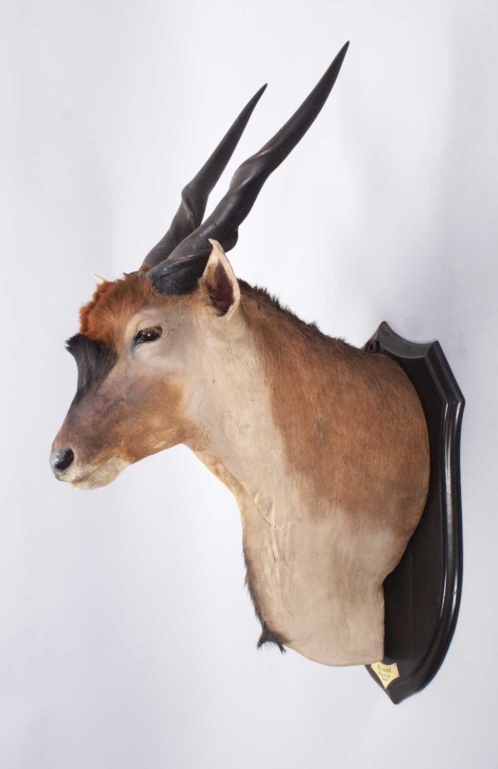 Taxidermy: Livingstone's Eland (Taurotragus oryx livingstonei), dated 1920, Kafue, Zambia, by - Image 4 of 9