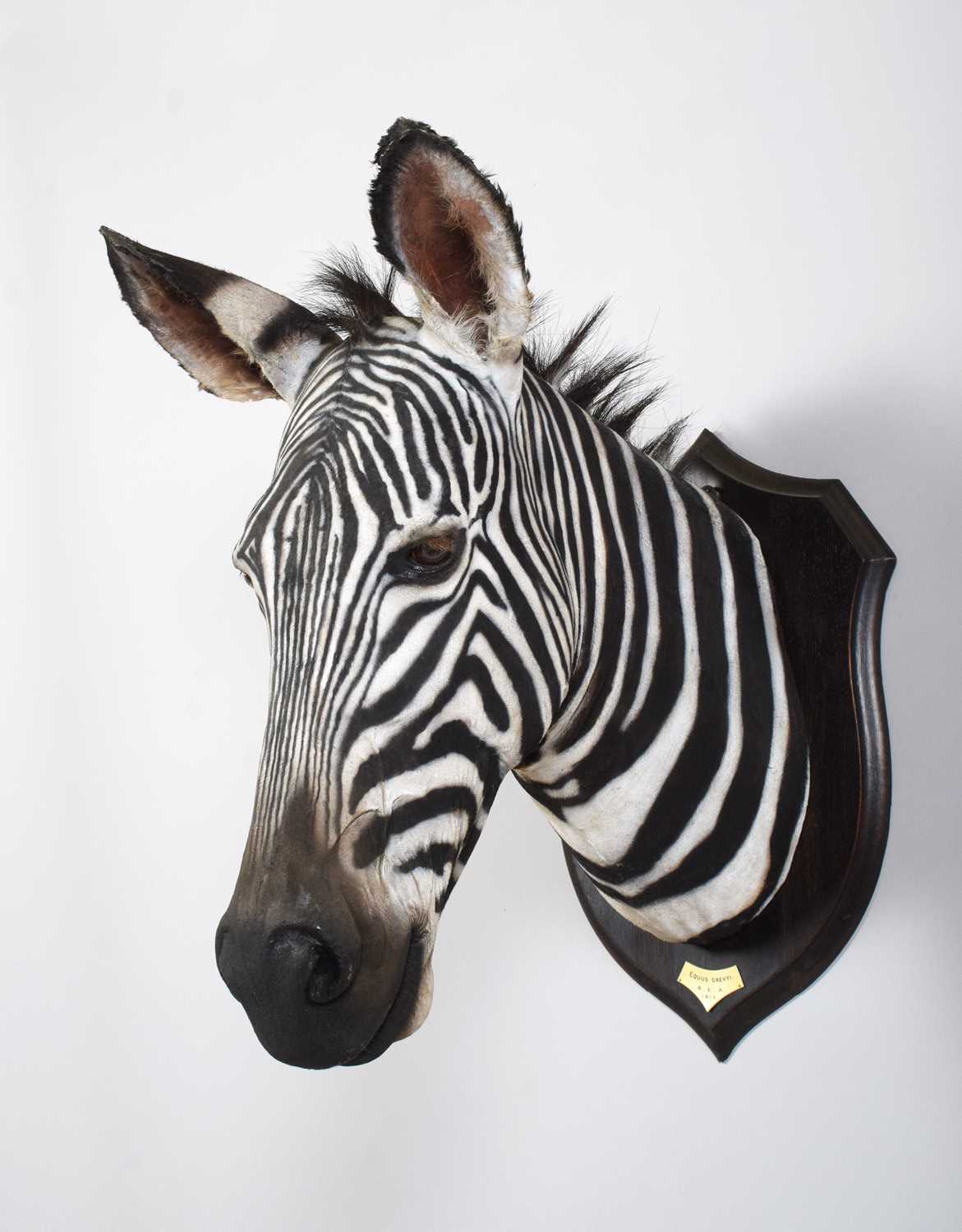 Taxidermy: A Rare Grevy's Zebra (Equus grevyi), dated 1912, British East Africa, by Rowland Ward - Image 3 of 11