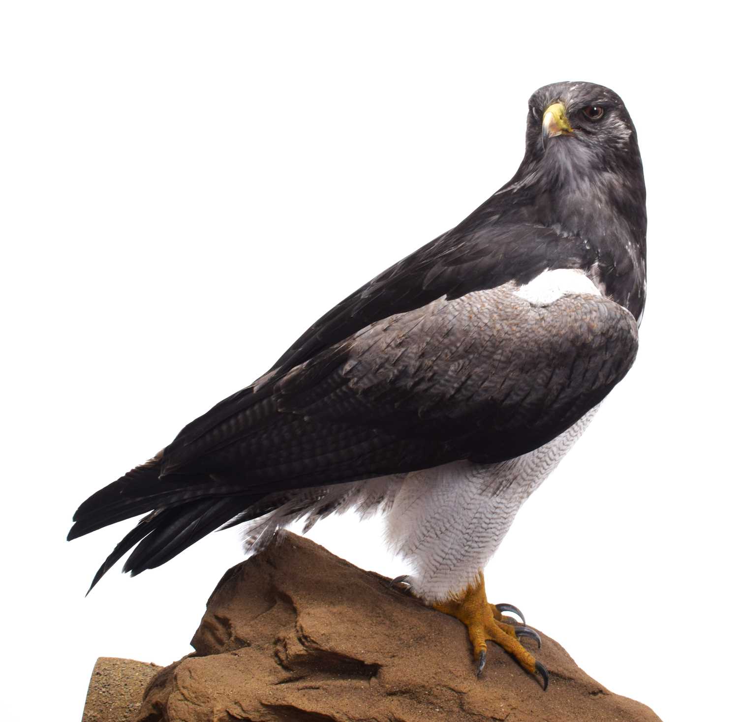 Taxidermy: A Cased Black-chested Buzzard-eagle or Chilean Blue Eagle (Geranoaetus melanoleucus), - Image 7 of 13