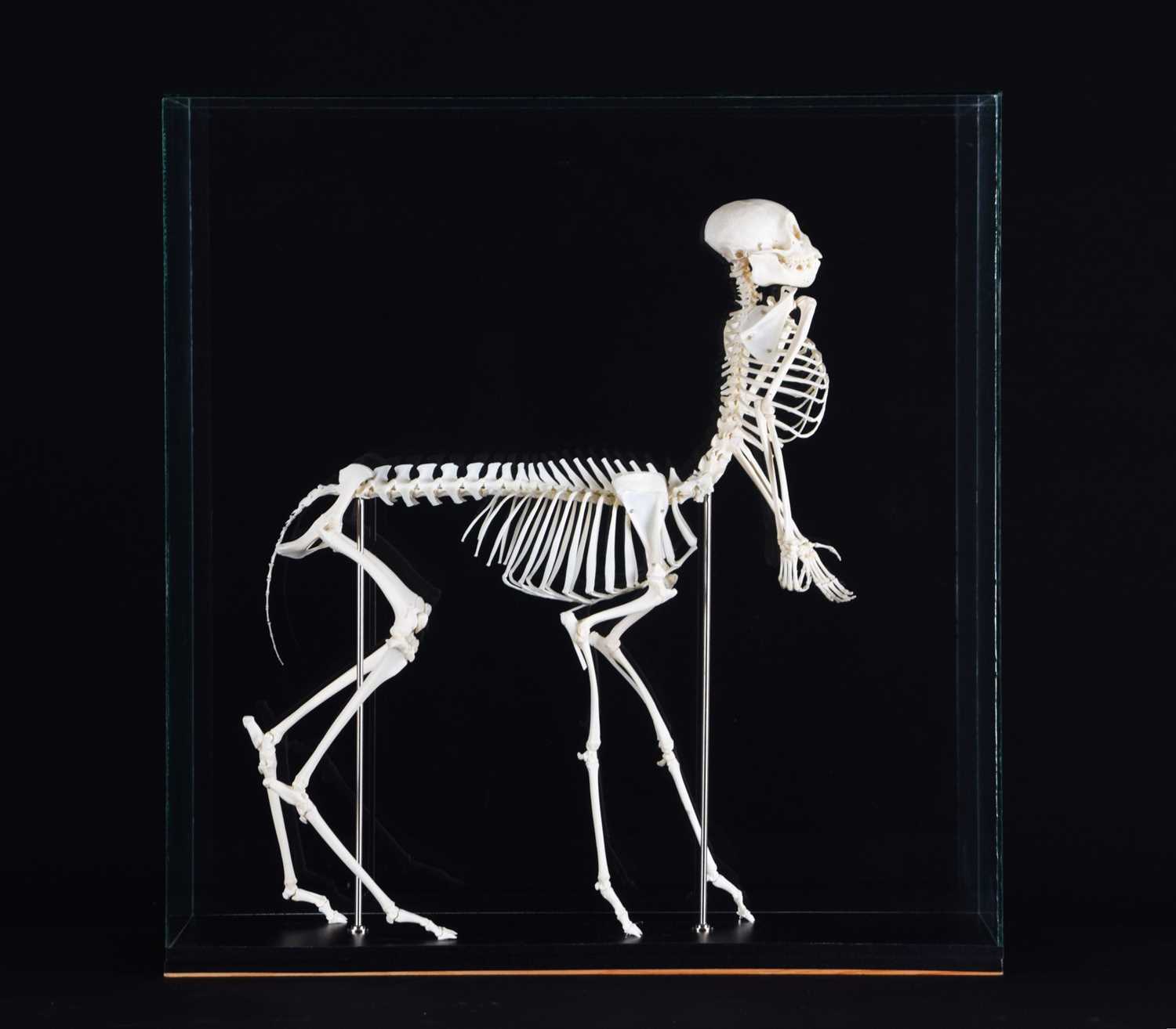 Skeletons/Anatomy: A Composed Centaur Skeleton, modern, a complete articulated skeleton of a